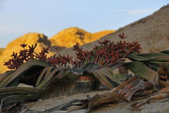 Welwitschia mirabilis many male cones